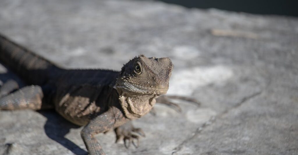 乾燥性皮膚炎とアトピーの違いを比較するチャート形式の図解