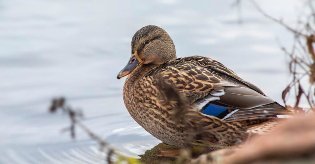 冷水洗顔が乾燥肌に悪影響を与えるメカニズムの図解