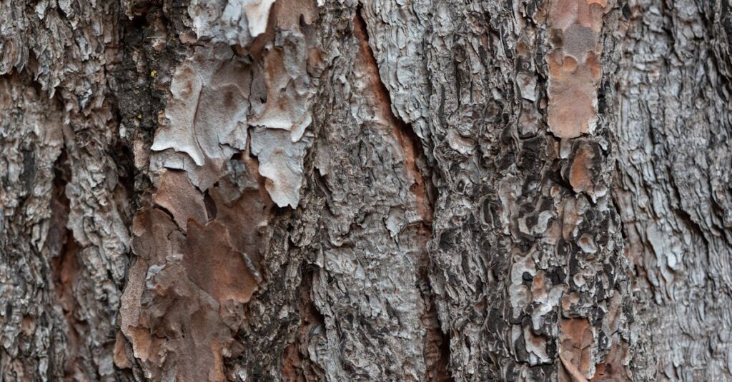 乾燥性皮膚炎とアトピーの違いを比較するチャート形式の図解