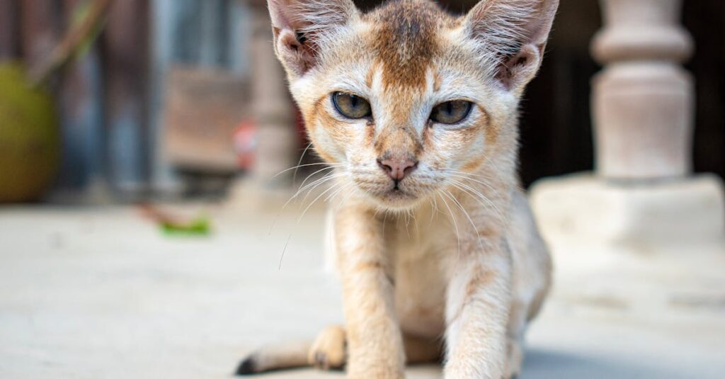 睡眠不足が大人ニキビの原因になることを示す図解