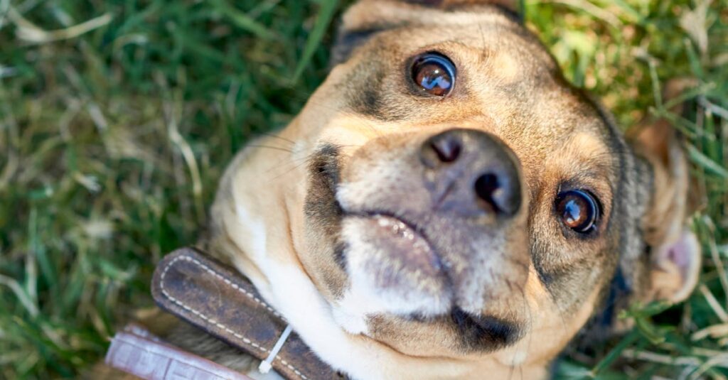 顔のたるみ対策の全体像をまとめた図解