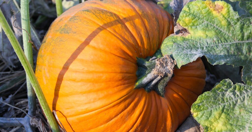 シリコンバッグと脂肪注入の違いを比較することで自然な豊胸のヒントを探る