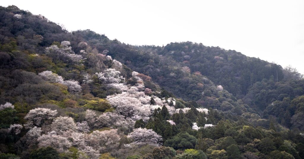 阿蘇山系の自然と地層を通じて育まれた天然水が湧き出る日田の水源