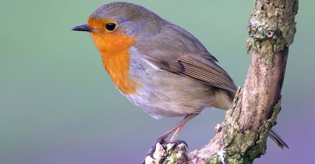 自然なデコルテラインはナチュラルバスト豊胸の仕上がりの美しさを引き立てる