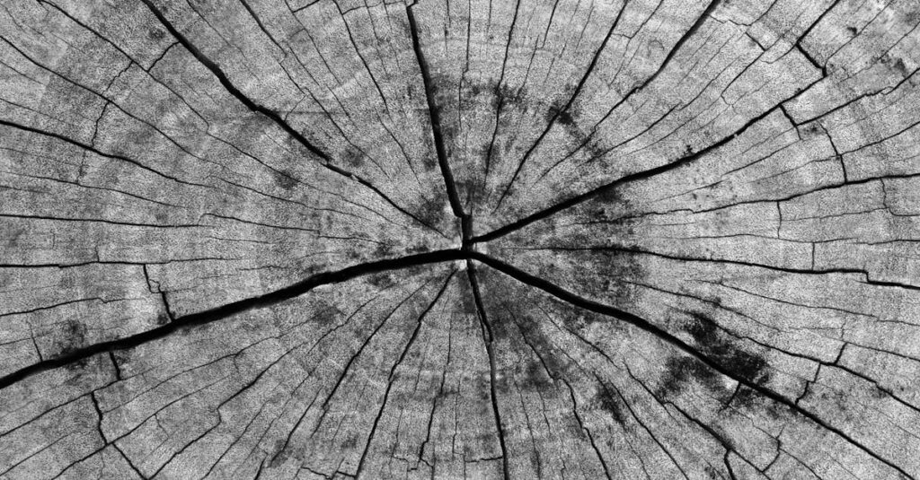 スカルプD メディカルミノキ5 プレミアムのチューブやローション容器のイメージ