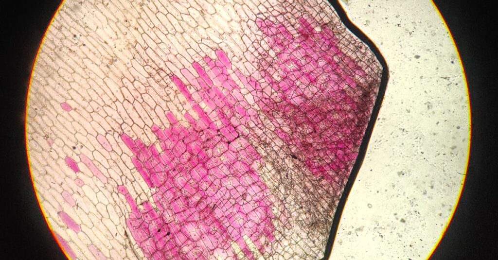 NMNによる細胞レベルの若返りメカニズムをイラスト化したイメージ