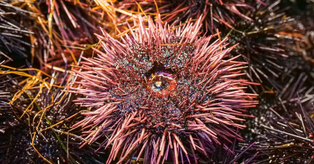 日田天領水と他のシリカウォーター製品を比較した棒グラフや製品ボトルの一覧